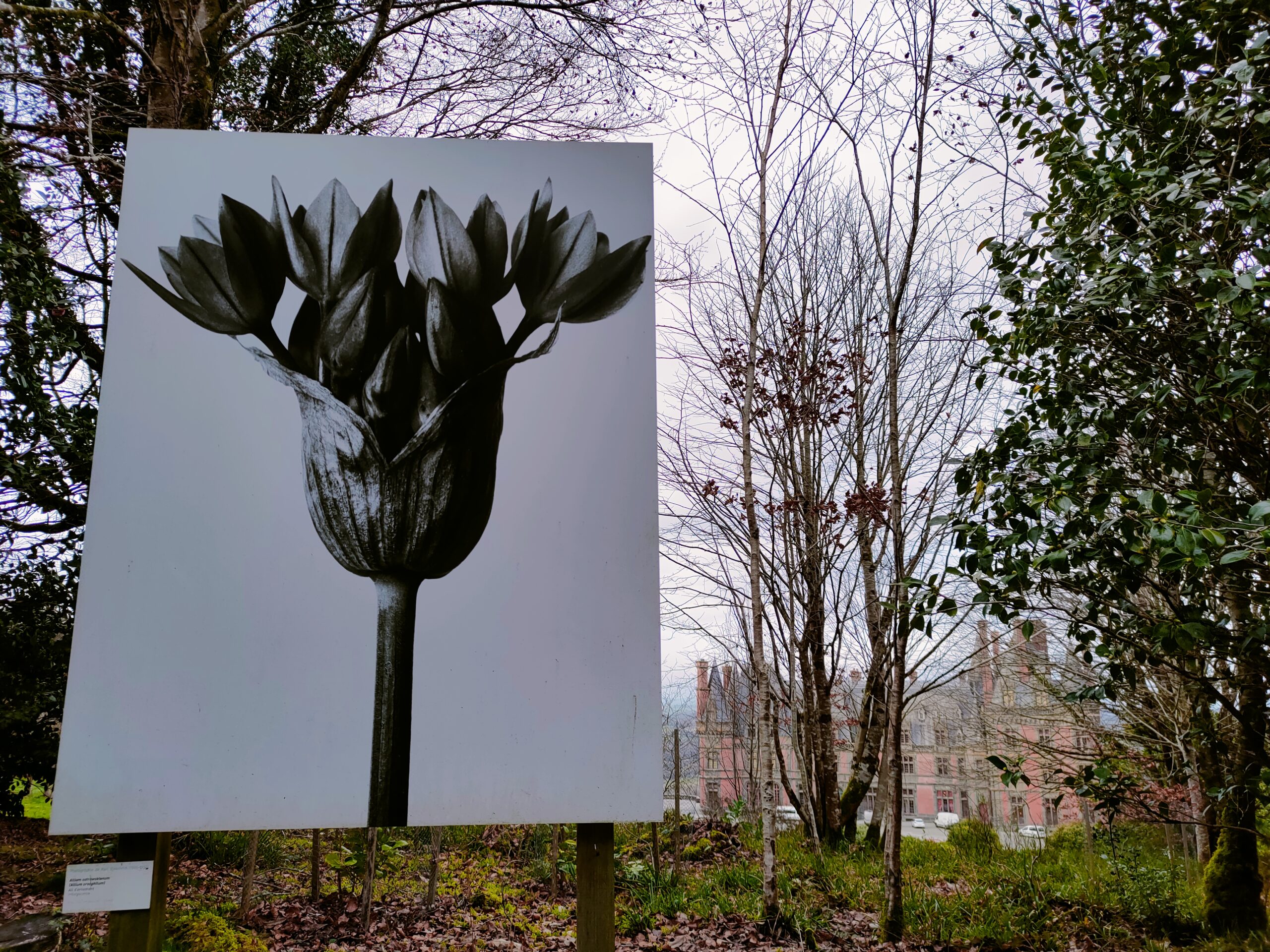 Exposition Karl Blossfeldt "La nature pour modèle", Domaine de Trévarez, Chemins du patrimoine en Finistère 2024 - Photo : Lise Castello
